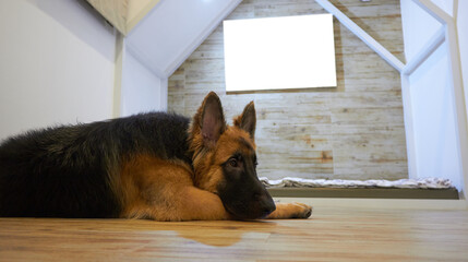 german shepherd ly down on floor with mockup picture