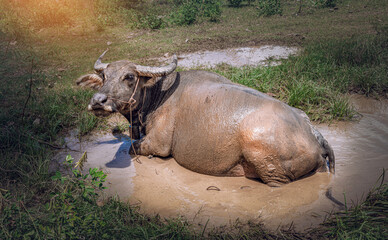 Swamp Buffalo soaked happily in mud water on summer at the  rural village in Thailand