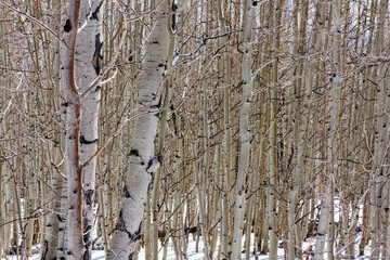 Winter view of a forest with countless birches (Betula papyrifera) with typical white paperlike...