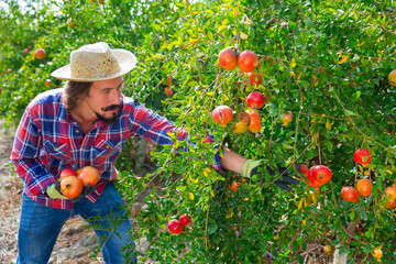 Successful male owner of citrus farm gathering harvest of ripe pomegranate