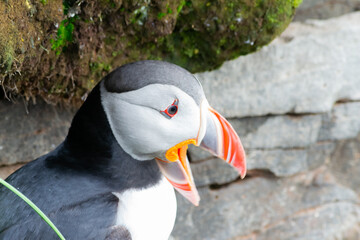 puffin little bird from cliffs of the atlantic ocean in its climate
