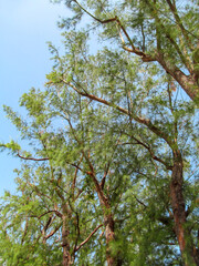 Australian pines over the road in Miami Beach, Florida. Bottom up view of old trees.