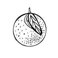 Drawing of an orange. Sketch in the style of doodles.