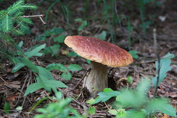 mushroom in the forest