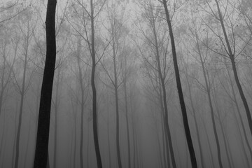 Autumn in the Sile River Nature Park in Italy