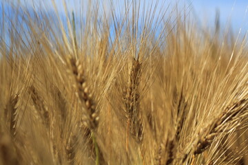ears of wheat