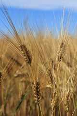 Fototapeta premium field of wheat