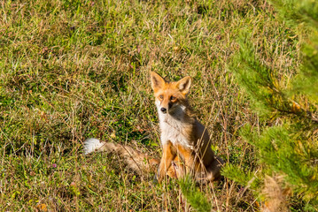Naklejka na ściany i meble a Fox cub sits on a yellow meadow in autumn