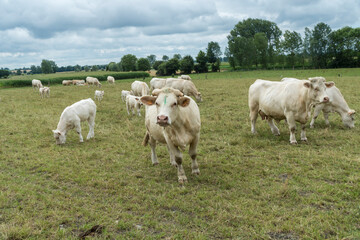 Weiße Kühe in der Normandie