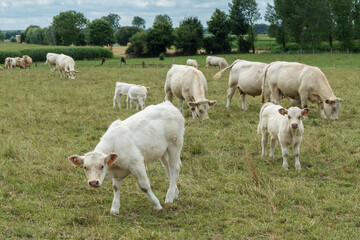 Obraz premium Weiße Kühe in der Normandie