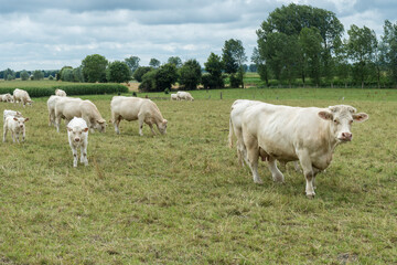 Naklejka na ściany i meble Weiße Kühe in der Normandie