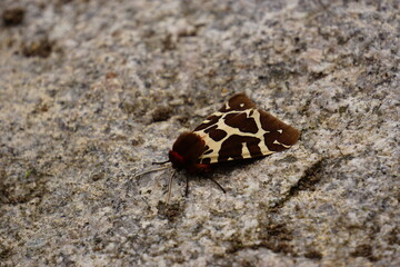 Night butterfly arctica caja with orange wings