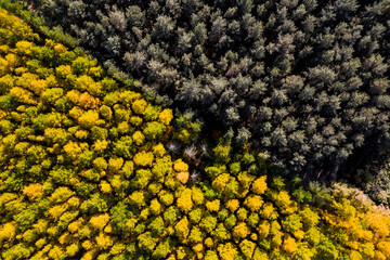 aerial survey of dry old forest in autumn from above