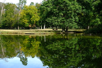 lake in the park with deer in the background - 386460698