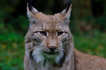 portrait of a lynx, bobcat - 386460868