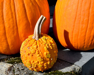 A small warty pumpkin with two large smooth skin pumpkins as a backdrop.  Closeup.