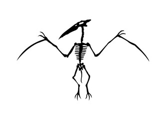 Vector silhouette of dinosaurs skeleton. Hand drawn dino skeleton. Bones of a flying dinosaur, exhibit fossils in the museum © designer_things