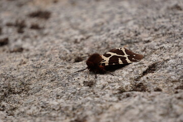 Night butterfly arctica caja with orange wings