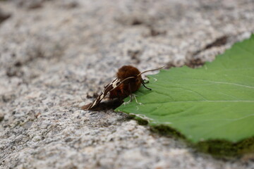 Night butterfly arctica caja with orange wings