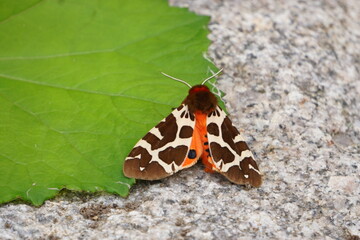 Night butterfly arctica caja with orange wings