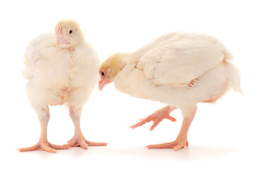 Two chicken or young broiler chickens.