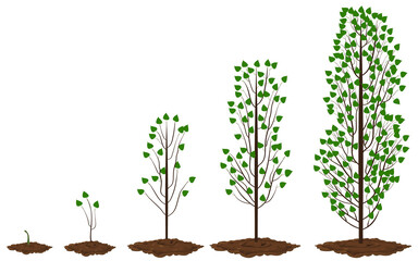 Five stages of growing maple poplar.