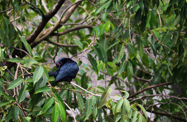 Asian Koel Bird on Branch of Tree