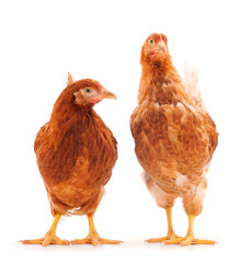 Two brown hens isolated.