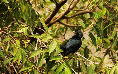 Asian Koel Bird on Branch of Tree