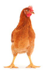 Brown hen isolated.