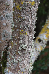 Close up and selective focus of a tree's bark covered with green moss during fall season