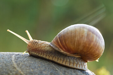  snail crawling on the stone