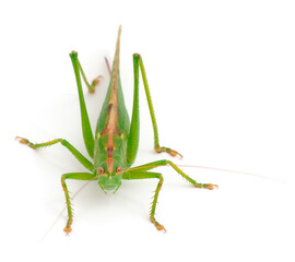 Grasshopper in front.