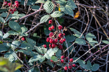 red forest berries on a background of green bushes in the forest