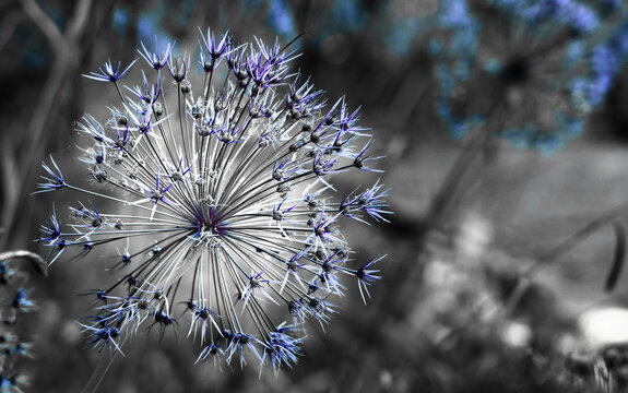 Agapantus  in blau