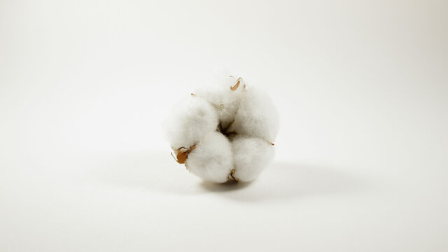 Cotton plant flower isolated on white background. Fluffy white cotton flower. Ripe cotton boll isolated on the white background