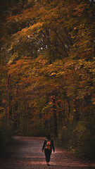 Fototapeta premium hiking through the woods on an autumn morning