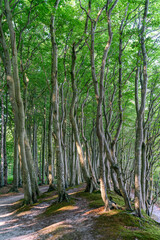 The fairy forest near Nonnevitz on Ruegen island