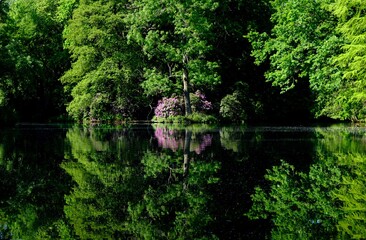 park with reflection of trees and flowers in the water - 386463449