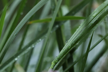 Raindrops on green saturated leaves after a rainy day. Rainy day on the river bank. Nature after the rain.