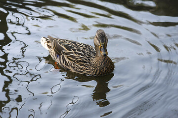 Im Spreewald bei Berlin