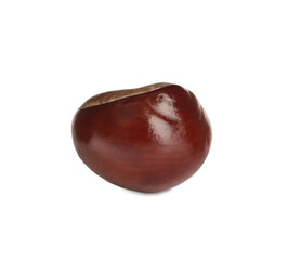 One brown horse chestnut isolated on white