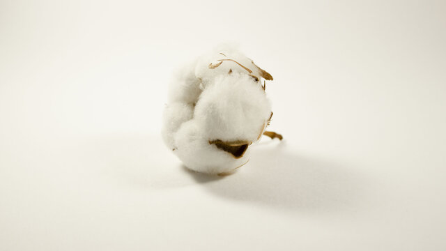 Ripe cotton boll isolated on the white background. Cotton plant flower isolated on white background