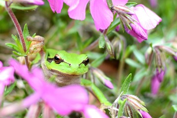 frog in the grass