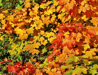 Buntes Herbstlaub