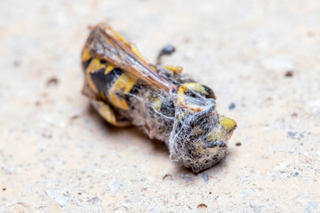 Dead Vespula germanica wasp tangled in spider's web