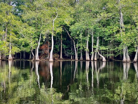 Reflection in Lake Chicot