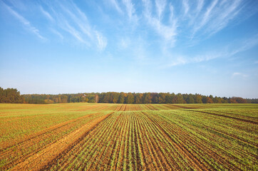 Fototapeta na wymiar Autumn landscape with agricultural field and a forest.