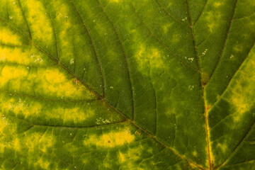 Autumn Leaves Background. Fall season concept. Copy space.