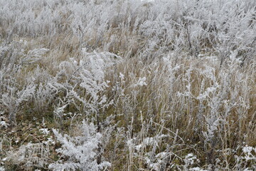grass in the snow